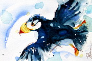 Puffin Flight Painting by Dawn Derman Puffin Flight Painting by Dawn Derman