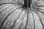 Pumpkin Pumpkin Black and White Photograph by James BO Insogna
