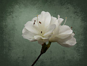 Pure Photograph by Deborah Smith