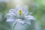 Purity Photograph by Jacky Parker