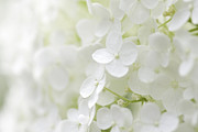 Purity Photograph by Patty Colabuono