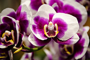 Purple Beauty Photograph by Penny Lisowski