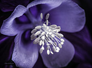 Purple Burst of  White Columbine Photograph by Julie Palencia