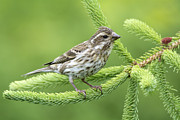 Purple Finch Female Canada Photograph by Scott Leslie