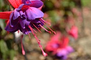 Purple Fuchsia Photograph by Scott Lyons Purple Fuchsia Photograph by Scott Lyons