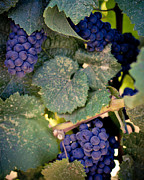 Purple Grapes on the Vine Photograph by Ana V Ramirez