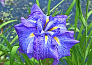 Purple Iris Photograph by Mike Covington