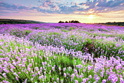 Purple Sea Photograph by Evgeni Dinev Photography
