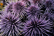 Purple Sea Urchins Photograph by Jeff Rotman