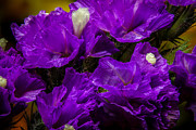 Purple Statice Photograph by Ron Pate