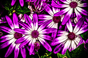 Pushing Purple Photograph by Louis Dallara