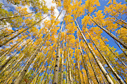 Quaking Aspen Near The Alaska Highway Photograph by Yva Momatiuk John Eastcott