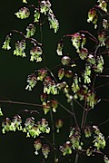 Quaking Grass In Flower Photograph by Science Photo Library