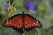 Queen Butterfly Photograph by Penny Lisowski