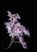 Queen of the Prairie Meadowsweet Photograph by Andrea Lazar
