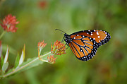 Quick Pose Photograph by Penny Lisowski