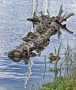 Raft of Ducks Photograph by Cathy Anderson
