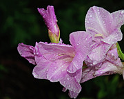 Rain Flower 1 Lavender Photograph by Andee Design