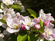 Rain on an apple bough Photograph by Brenda Kean