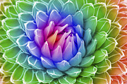 Rainbow Agave Photograph by Diane Macdonald