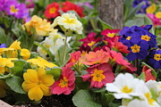 Rainbow Alive Photograph by Ruth Kamenev