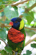 Rainbow Lorikeet-1 Photograph by Diane Macdonald