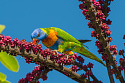 Rainbow Lorikeet Feeding On Queensland Photograph by D. Parer & E. Parer-Cook