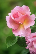 Raindrops On Rose (rosa 'lilian Austin') Flower Photograph by Science Photo Library