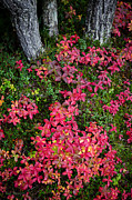 Rainy Autumn Forest Photograph by Tim Newton