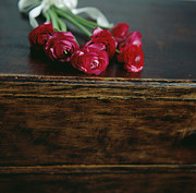 Ranunculus Flowers Photograph by Science Photo Library
