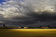 Rapefield Under Dark Sky Photograph by Heiko Koehrer-Wagner