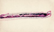 Rattlesnake Entrails Photograph by Science Photo Library
