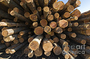 Raw Logs At Sawmill Photograph by William H. Mullins