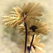 Ray of Hope Photograph by Darlene Kwiatkowski