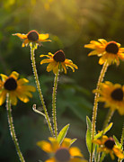 Reach for the sun Photograph by Stacy Abbott