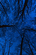 Reaching for the Stars Photograph by Bryan Bzdula