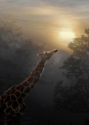 Reaching Photograph by Melinda Hughes-Berland