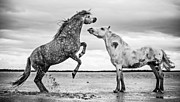 Rearing Stallion I Photograph by Tim Booth