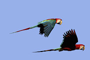 Red And Green Macaws Photograph by M. Watson