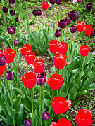 Red and Purple Tulips Photograph by Aimee L Maher ALM GALLERY