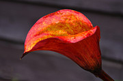 Red Calla Lilly Photograph by Ron Roberts
