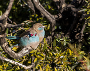 Red Cheeked Cordon Blue Finches Photograph by Steven Ralser Red Cheeked Cordon Blue Finches Photograph by Steven Ralser