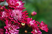 Red Chrysanthemums Photograph by Kaye Menner Red Chrysanthemums Photograph by Kaye Menner