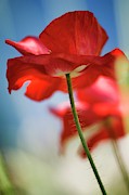 Red Corn Poppy Photograph by Science Photo Library