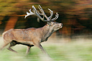 Red Deer Cervus Elaphus Stag Running Photograph by Cyril Ruoso