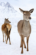 Red Deer in the snow Photograph by Grant Glendinning Red Deer in the snow Photograph by Grant Glendinning