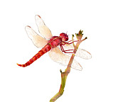 Red Dragonfly Painting by Amy Kirkpatrick Red Dragonfly Painting by Amy Kirkpatrick
