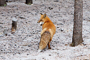 Red Fox Egg Thief Photograph by John Wadleigh Red Fox Egg Thief Photograph by John Wadleigh