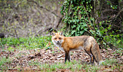 Red Fox Photograph by Stacy Abbott