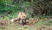 Red Fox trot Photograph by Stacy Abbott
